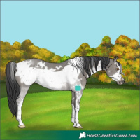 Horse Color:White Spotted Grullo Sabino Frame Rabicano 