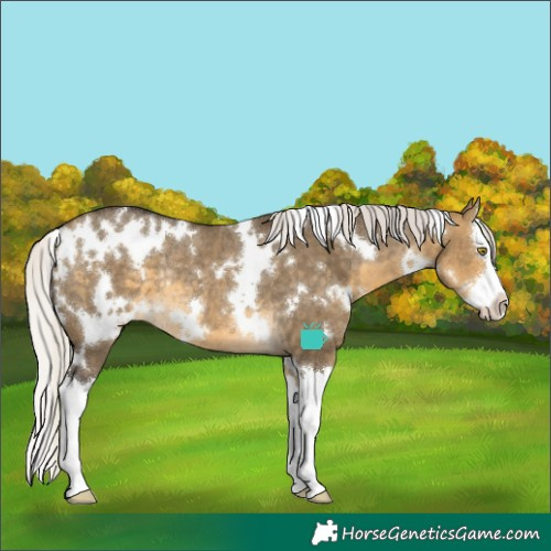 Horse Color:White Spotted Silver Buckskin Dun Splash Varnish Rabicano
