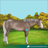 Horse Color:Silver Black Sabino Splash Rabicano 