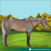 Horse Color:Silver Brown Dun Appaloosa