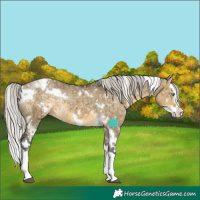 Horse Color:White Spotted Silver Buckskin Dun Splash Appaloosa Rabicano Brindle 