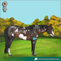 Horse Color:White Spotted Brown Sabino Frame Rabicano 