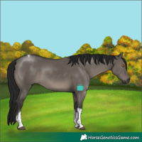 Horse Color:Gray Grullo Tobiano Rabicano