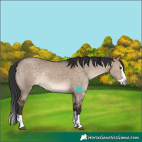 Horse Color:Brown Dun Splash Rabicano 