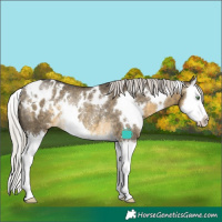 Horse Color:White Spotted Silver Buckskin Dun Splash Appaloosa Rabicano