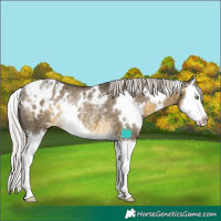 Horse Color:White Spotted Silver Buckskin Dun Splash Blanket Rabicano