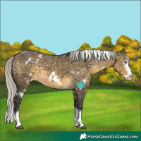 Horse Color:White Spotted Silver Buckskin Dun Splash Appaloosa Rabicano Brindle 