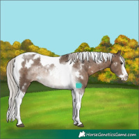 Horse Color:White Spotted Silver Brown Dun Splash Tobiano Appaloosa Rabicano Brindle