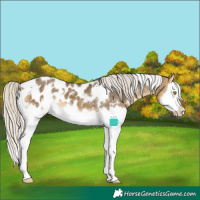 Horse Color:White Spotted Silver Buckskin Dun Splash Appaloosa Rabicano