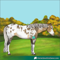 Horse Color:White Spotted Silver Buckskin Dun Sabino Splash Frame Appaloosa Rabicano