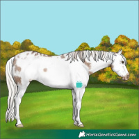 Horse Color:White Spotted Silver Brown Dun Sabino Splash Frame Appaloosa Rabicano 