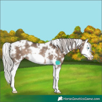 Horse Color:White Spotted Silver Brown Dun Splash Frame Appaloosa Rabicano