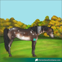 Horse Color:White Spotted Brown Rabicano