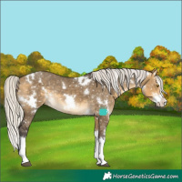 Horse Color:White Spotted Silver Buckskin Dun Splash Appaloosa Rabicano 