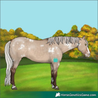 Horse Color:White Spotted Silver Brown Dun Splash Blanket Rabicano 