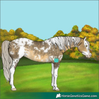 Horse Color:White Spotted Silver Buckskin Dun Splash Appaloosa Rabicano