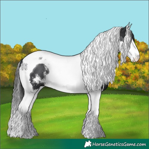 Horse Color:Black Sabino Splash Tobiano 