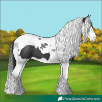 Horse Color:Black Splash Tobiano