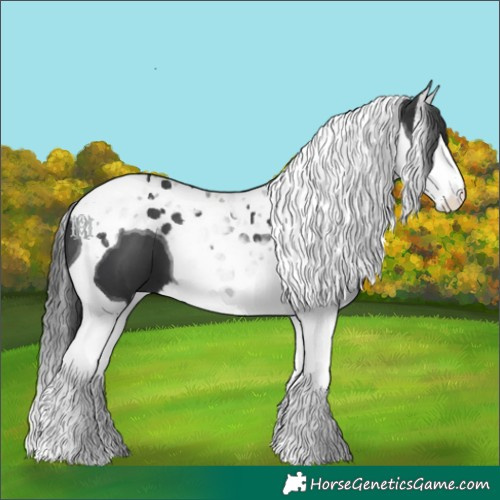 Horse Color:Black Splash Tobiano
