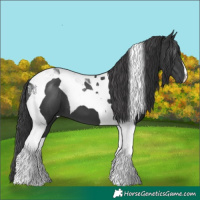 Horse Color:Black Tobiano 
