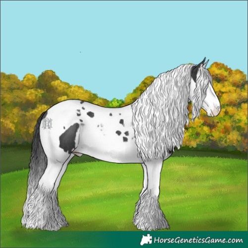 Horse Color:Black Splash Tobiano 