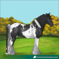 Horse Color:Black Tobiano 