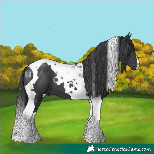 Horse Color:Black Tobiano