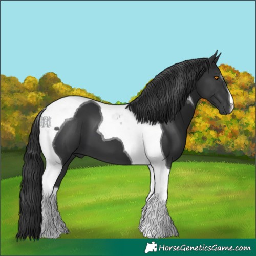 Horse Color:Black Tobiano