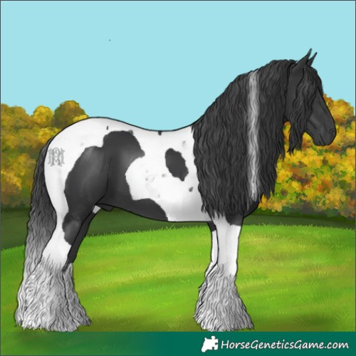 Horse Color:Black Tobiano 