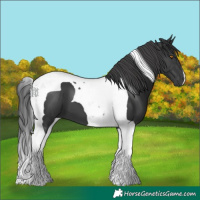 Horse Color:Black Tobiano