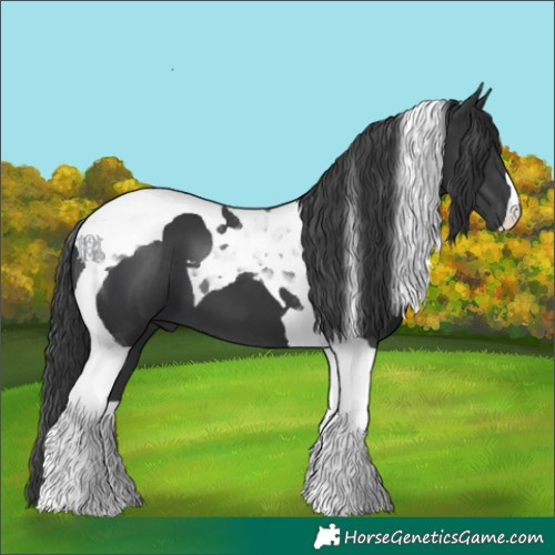 Horse Color:Black Tobiano 