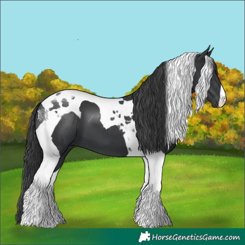 Horse Color:Black Tobiano 