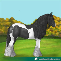 Horse Color:Black Tobiano 