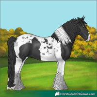 Horse Color:Black Tobiano