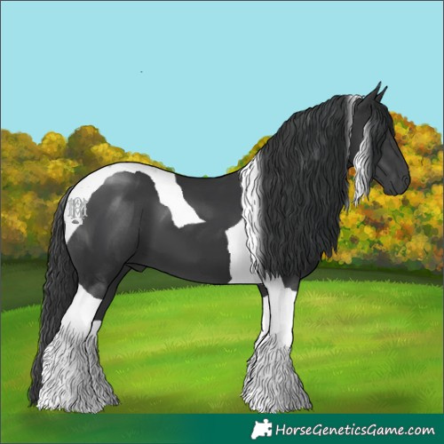 Horse Color:Black Tobiano
