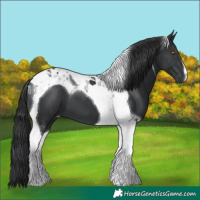 Horse Color:Black Tobiano