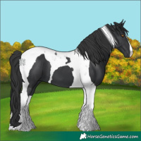 Horse Color:Black Tobiano 