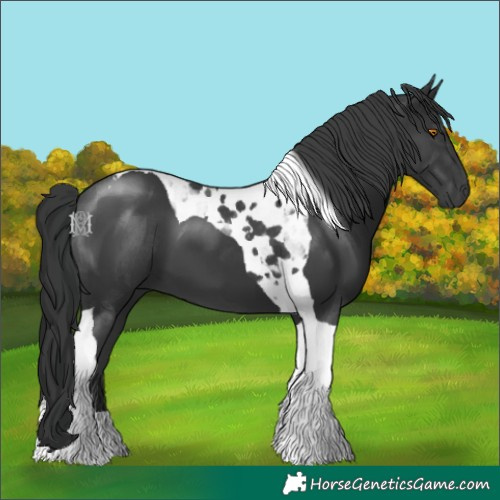 Horse Color:Black Tobiano