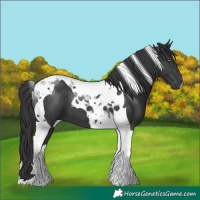 Horse Color:Black Tobiano