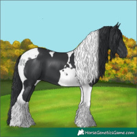 Horse Color:Black Tobiano 