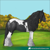 Horse Color:Black Tobiano