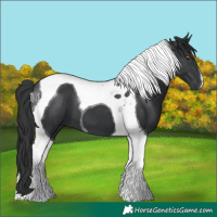 Horse Color:Black Tobiano 