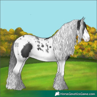 Horse Color:Black Splash Tobiano 
