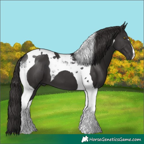Horse Color:Smoky Black Tobiano