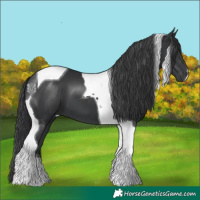Horse Color:Black Tobiano