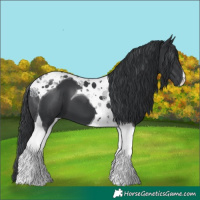 Horse Color:Black Tobiano