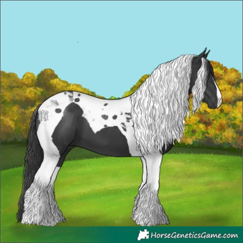 Horse Color:Black Tobiano 