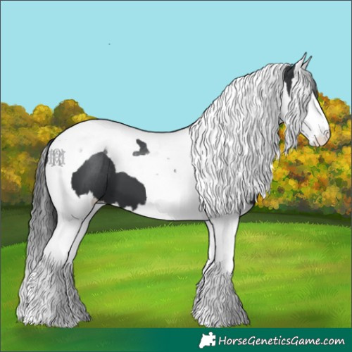 Horse Color:White Spotted Black Splash Tobiano 