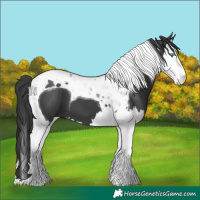 Horse Color:Black Splash Tobiano 