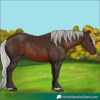 Horse Color:Silver Brown Rabicano